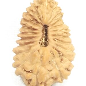 21 Mukhi Rudraksha - Java