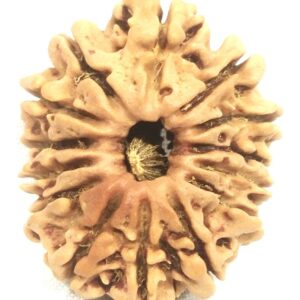 14 Mukhi Rudraksha - Collector Size - Nepal