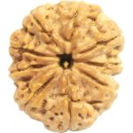 Rare Super Collector 9 Mukhi Rudraksha with 9 Complete Seeds - Nepal