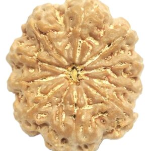 Rare Super Collector 10 Mukhi Rudraksha with 10 Complete Seeds - Nepal