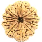 Rare Super Collector 10 Mukhi Rudraksha with 10 Complete Seeds - Nepal