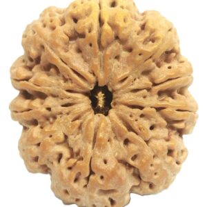 Rare Super Collector 10 Mukhi Rudraksha with 10 Complete Seeds - Nepal