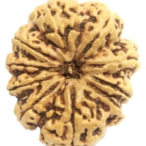 Rare Super Collector 10 Mukhi Rudraksha with 10 Complete Seeds - Nepal