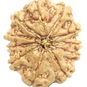 Super Collector 11 Mukhi Rudraksha - Nepal