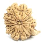 Super Collector 11 Mukhi Ganesha Rudraksha - Nepal
