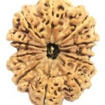 Rare Super Collector 11 Mukhi Rudraksha With Complete 11 Seeds - Nepal