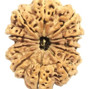 Rare Super Collector 11 Mukhi Rudraksha With Complete 11 Seeds - Nepal