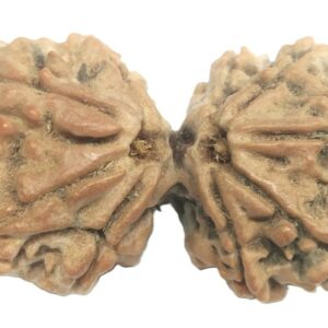 Super Collector Gauri Shankar Rudraksha - 9 Mukhi