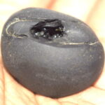 ShriSahaya Shaligram