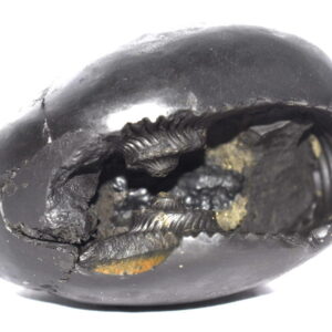 Shimshumara Shaligram