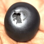 Vaman Shaligram