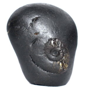 Rare NaraMurti Shaligram