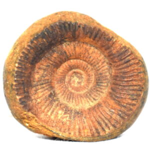 Laxmi Sudarshan Shaligram / Dwimukhi Sudarshan Salagram
