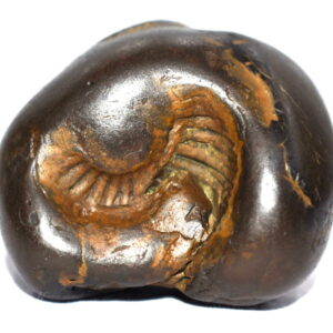 Mahogra Sudarshan Shaligram