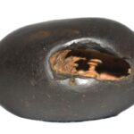 Kalki Shaligram