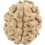 Rare 1 Mukhi Rudraksha With Single Seed
