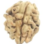 Rare 1 Mukhi Rudraksha With Single Seed