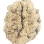 Rare 1 Mukhi Rudraksha With Single Seed
