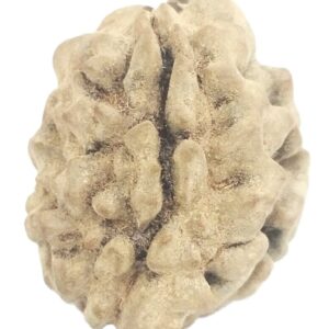Rare 1 Mukhi Rudraksha With Single Seed
