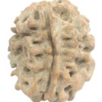 Rare 1 Mukhi Rudraksha With Single Seed - Collector Size