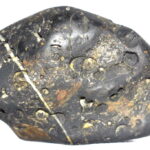 VishvaRupa Shaligram