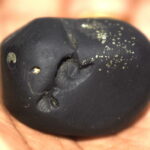 Trimurti Shaligram