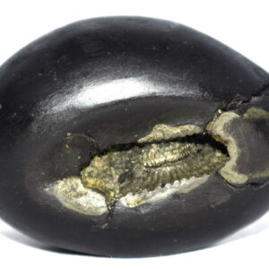 Sita Rama Shaligram