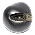 Kurma Shaligram