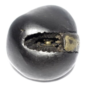 Kurma Shaligram