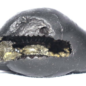 Laxmi Varaha Shaligram