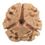 Collector 3 Mukhi Rudraksha With complete 3 Seeds - Nepal