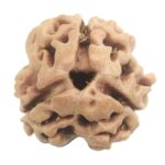 Collector 3 Mukhi Rudraksha With complete 3 Seeds - Nepal