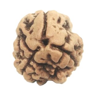 Collector 3 Mukhi Rudraksha With complete 3 Seeds - Nepal