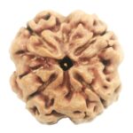 Super Collector 4 Mukhi Rudraksha With Complete 4 Seeds
