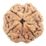 Super Collector 4 Mukhi Rudraksha With Complete 4 Seeds