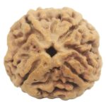 Super Collector 4 Mukhi Rudraksha With Complete 4 Seeds