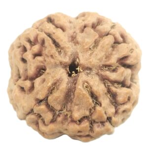 Super Collector 4 Mukhi Rudraksha With Complete 4 Seeds