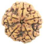 Super Collector 5 Mukhi Rudraksha with complete 5 Seeds - Nepal