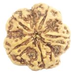 Super Collector 5 Mukhi Rudraksha with complete 5 Seeds - Nepal