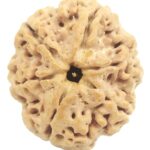 Super Collector 6 Mukhi Rudraksha with 6 Complete Seeds - Nepal