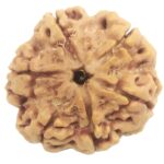 Super Collector 6 Mukhi Rudraksha with 6 Complete Seeds - Nepal