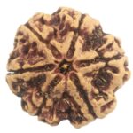 Super Collector 6 Mukhi Rudraksha with 6 Complete Seeds - Nepal