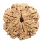 Super Collector 6 Mukhi Rudraksha with 6 Complete Seeds - Nepal