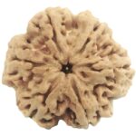 Super Collector 6 Mukhi Rudraksha with 6 Complete Seeds - Nepal