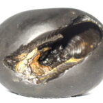 Padmanabha Shaligram