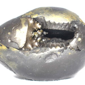 Laxmi Narsimha Shaligram