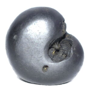 Laxmi Narayan Shaligram