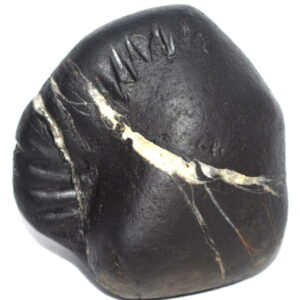 Sacred Adwaitya Laxmi Shweta Jenuyadhari Vaman Narayan Shaligram