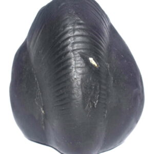 Rare Big Size Canura Mardana Shaligram