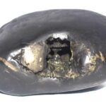 Rare Big Size Kurma Shaligram